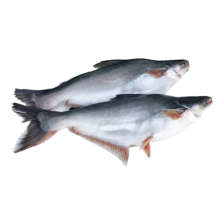 Fresh Water Pungus Whole Round Cut, Gross 1 Kg, Fillet 800 g
